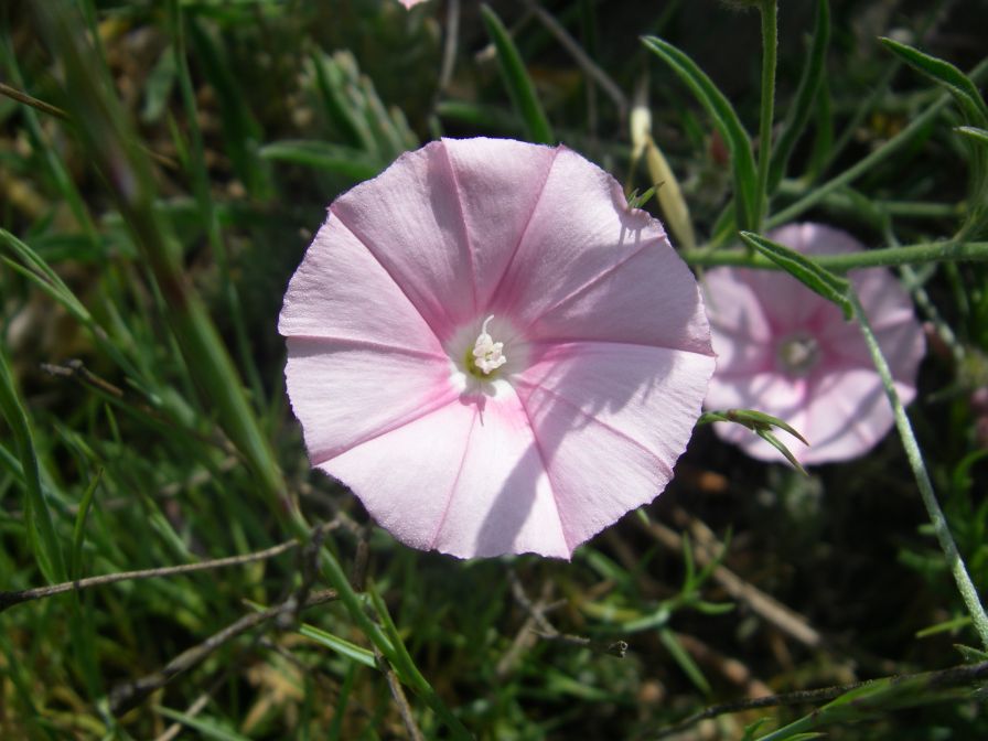 2009-05-24-102-Convolvulus