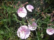 2009-05-24-103-Convolvulus