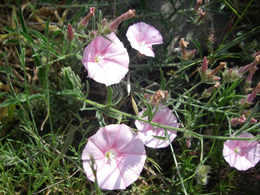 2009-05-24-103-Convolvulus