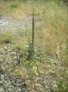 2009-05-24-106-Verbascum