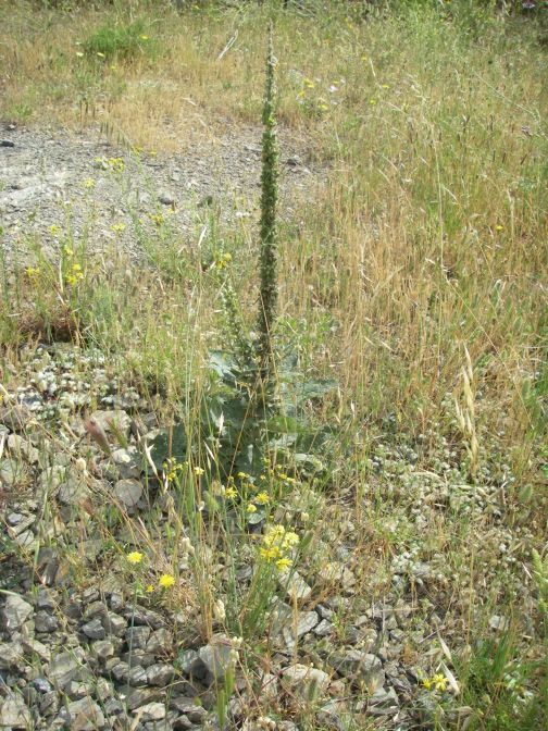 2009-05-24-106-Verbascum