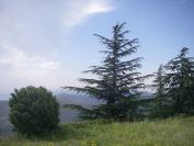 2009-05-24-107-Pine-unknown