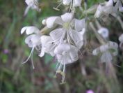 2009-05-24-110-Silene-white