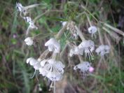2009-05-24-111-Silene-white
