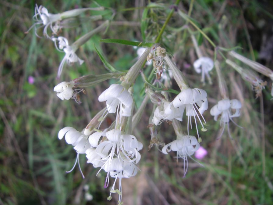 2009-05-24-111-Silene-white