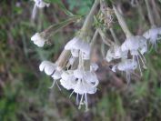 2009-05-24-112-Silene-white