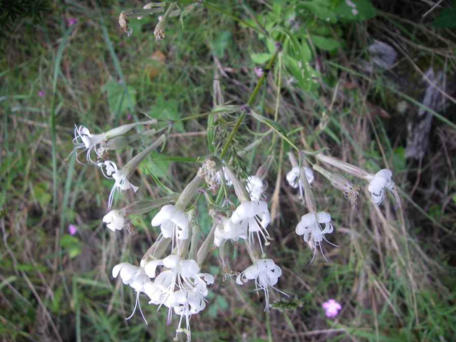 2009-05-24-113-Silene-white