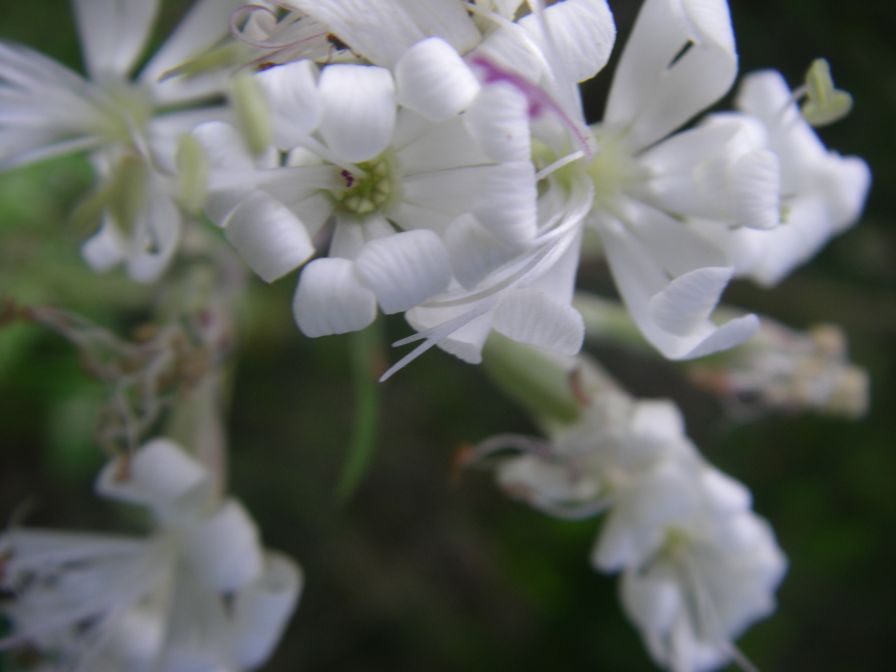 2009-05-24-114-Silene-white