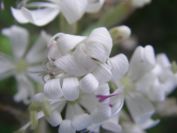 2009-05-24-115-Silene-white