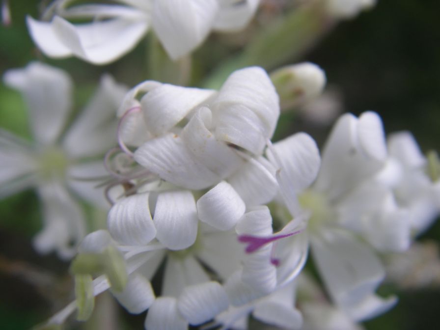 2009-05-24-115-Silene-white