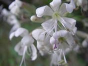 2009-05-24-116-Silene-white