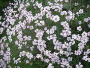 2009-05-24-117-Dianthus
