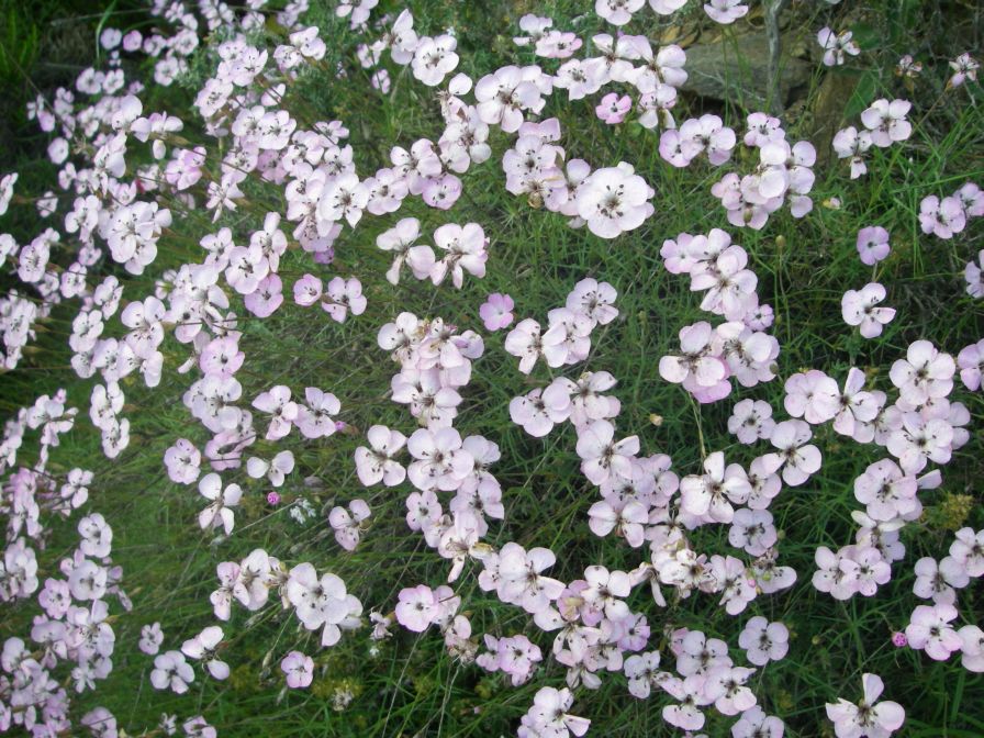 2009-05-24-117-Dianthus