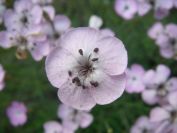 2009-05-24-118-Dianthus