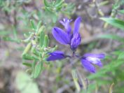 2009-05-24-120-Unknown-blue