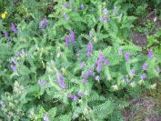 2009-05-24-121-Vetch