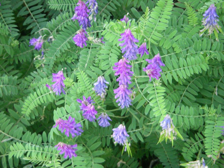 2009-05-24-122-Vetch