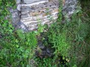 2009-05-24-123-Spring