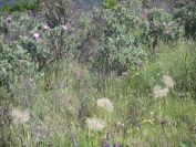 2009-05-24-130-Seed-heads