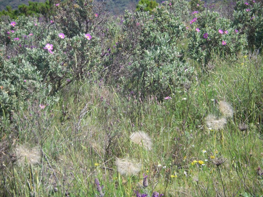 2009-05-24-130-Seed-heads