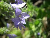 2009-05-24-132-Unknown-blue