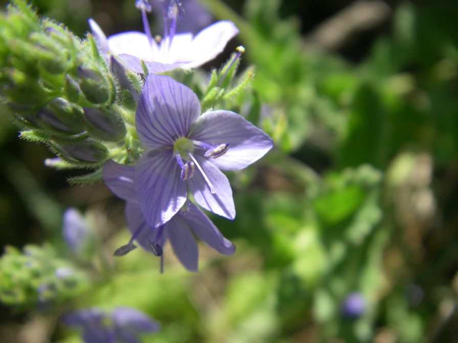 2009-05-24-132-Unknown-blue