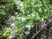 2009-05-24-133-Unknown-blue