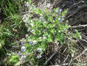 2009-05-24-134-Unknown-blue