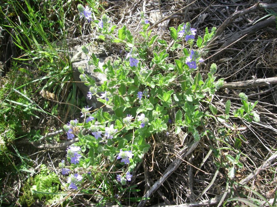 2009-05-24-134-Unknown-blue