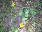 2009-05-24-135-Buttercup