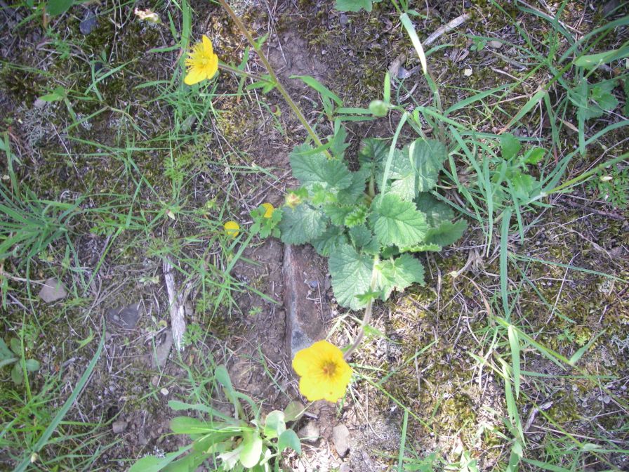 2009-05-24-135-Buttercup