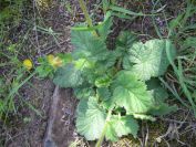 2009-05-24-136-Buttercup