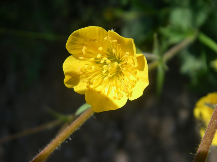 2009-05-24-137-Buttercup