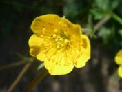 2009-05-24-138-Buttercup