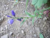 2009-05-24-139-Unknown-blue