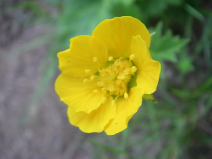 2009-05-24-140-Buttercup