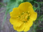 2009-05-24-141-Buttercup