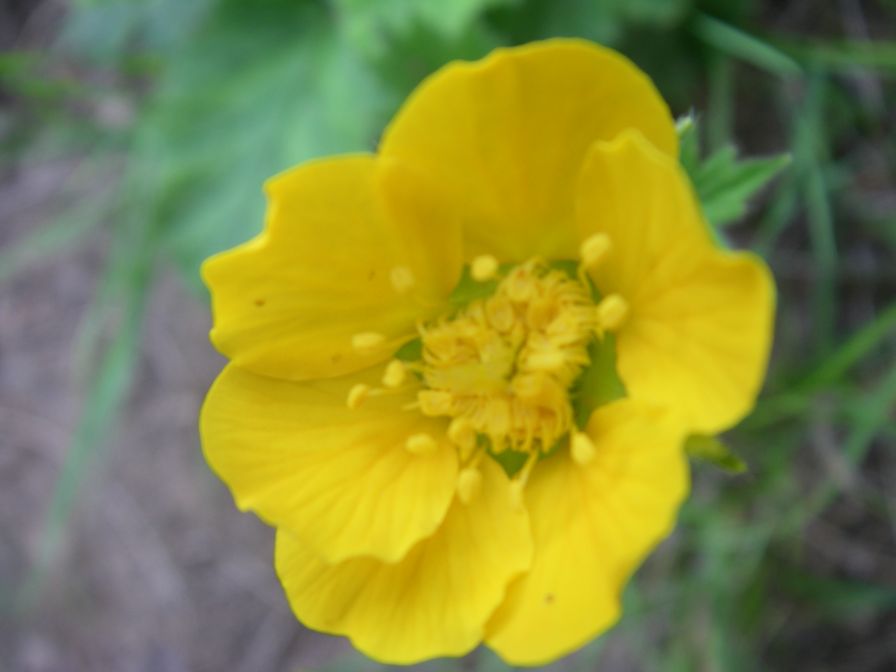2009-05-24-141-Buttercup