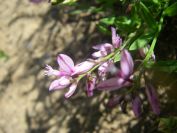 2009-05-24-142-Unknown-blue-purple-form
