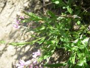 2009-05-24-143-Unknown-blue-purple-form