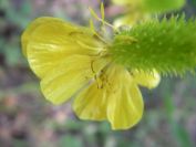 2009-05-24-144-Buttercup