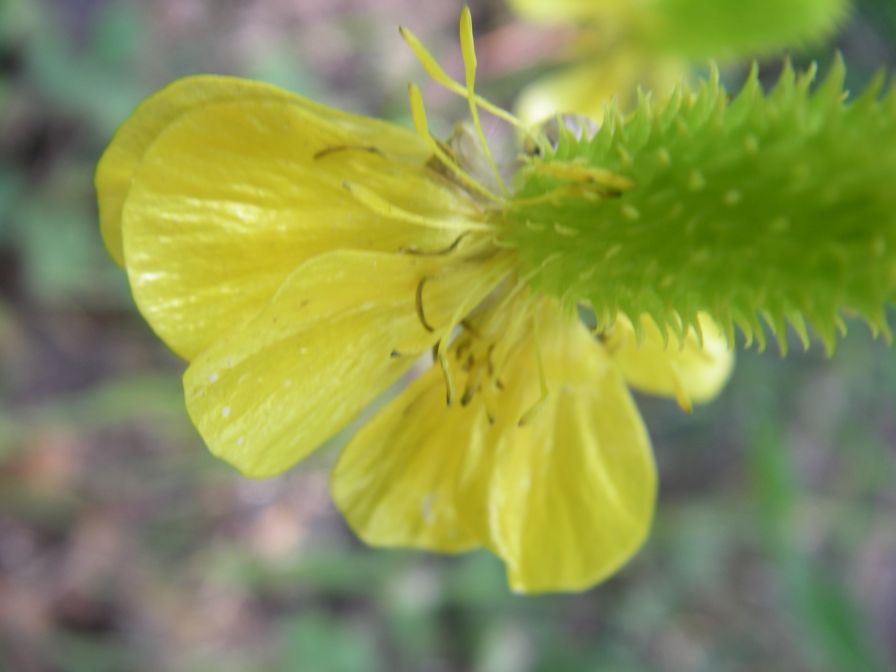 2009-05-24-144-Buttercup