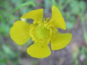 2009-05-24-145-Buttercup