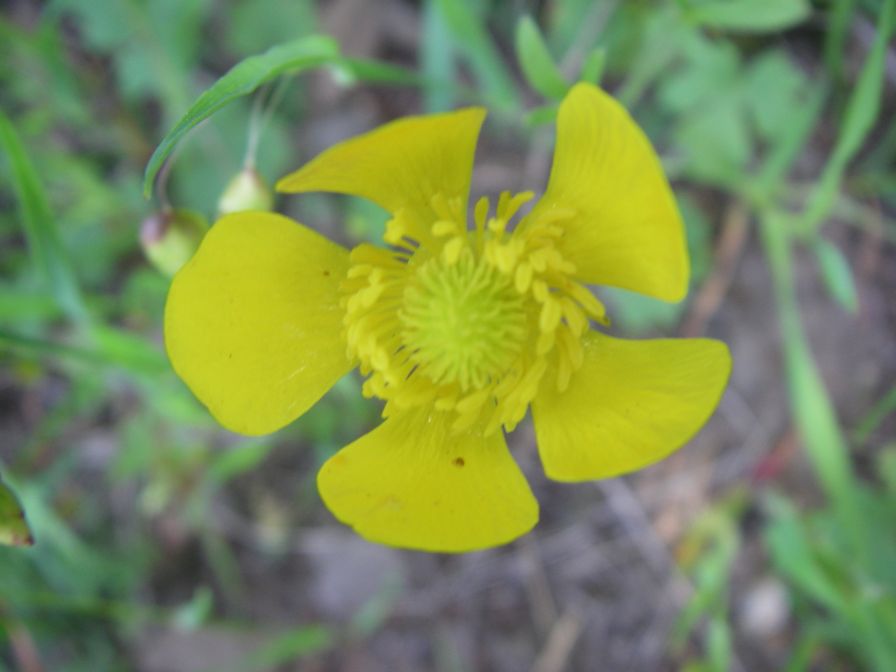 2009-05-24-146-Buttercup