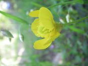 2009-05-24-147-Buttercup