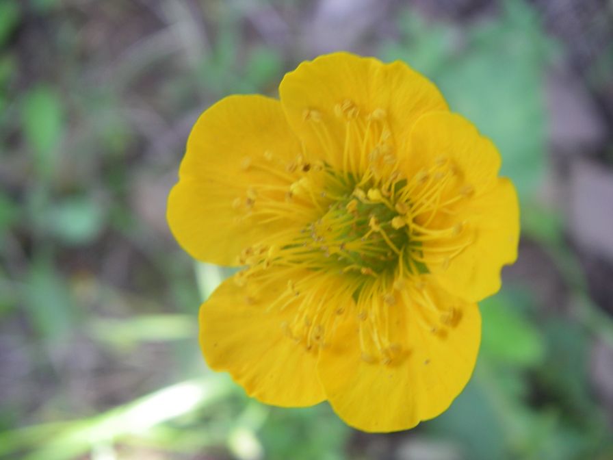 2009-05-24-148-Buttercup