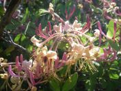 2009-05-24-149-Honeysuckle