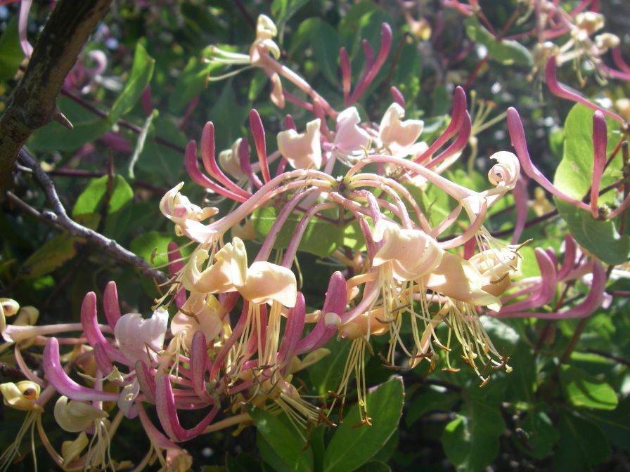2009-05-24-149-Honeysuckle