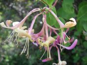 2009-05-24-150-Honeysuckle