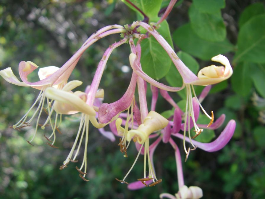 2009-05-24-150-Honeysuckle